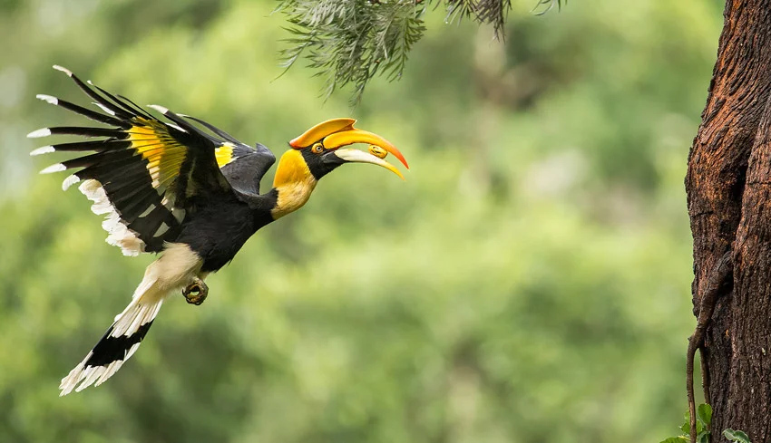 Khao Sok National Park: Nature Lover's Paradise! 6 bird-in-khao-song